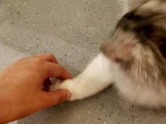 -飞行喵MR PILOT|猫舍·猫咖(静安大融城店)