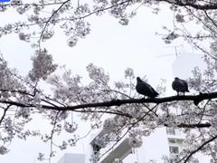 -涩谷全向十字路口