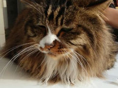 android_upload_pic-Anne猫窝咖啡屋