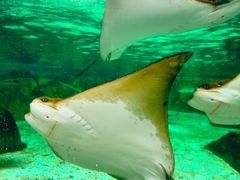 -新加坡水上探险乐园