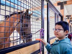 -北京群众马术培训基地
