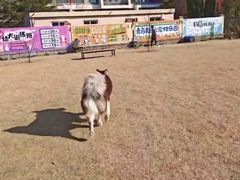 -趣玩宠物乐园寄养训犬训狗游泳池