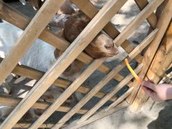 -萌宠亲子动物乐园(槐房万达店)