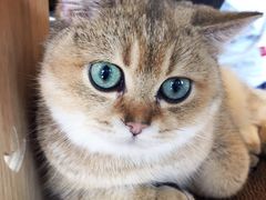 -飞行喵MR PILOT|猫舍·猫咖(静安大融城店)