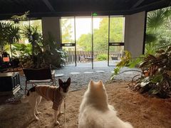 -J Create城市露营咖啡·简餐·宠物(上海动物园店)