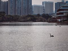 -五缘湾湿地公园