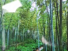 -蜀南竹海景区