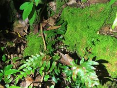 -梧桐山风景名胜区