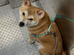-瑞鹏宠物医院·内科·中兽医·骨科(苗圃店)