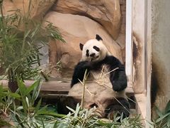 -成都动物园