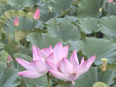 -莲花池公园