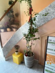 -头道汤·茜曼缇娜