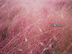 -映月湖中央公园