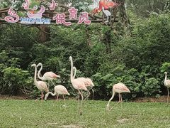 -广州长隆飞鸟乐园