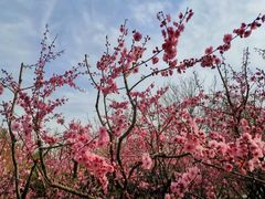 -桃花堤公园