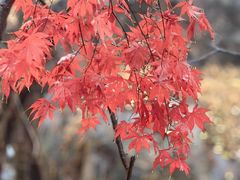 -崂山九水游览区