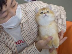 -lincat·猫舍(广州店)