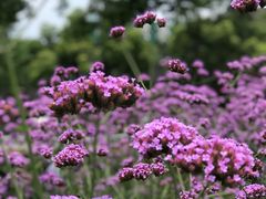 -杭州城北体育公园