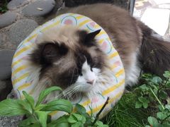 -喵屿·大理花园猫咖