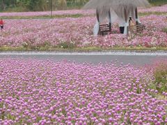 -径山花海
