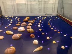 -青岛贝壳博物馆