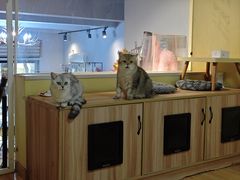 -Meowの猫咖(万家丽店)