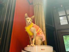 -猫色咖啡·猫咖
