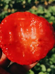 -蓝呗呗蓝莓草莓采摘园(通州区马驹桥店)