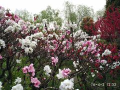 -南汇桃花村