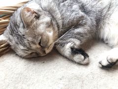 -猫友咖啡店(玉林西路店)