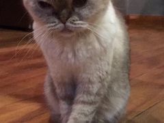 -喵园·猫主题咖啡厅·撸猫·猫咖(国贸店)