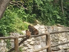 -木兰云雾山