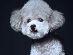 -超宠爱宠物摄影-Super pet