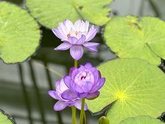 -国家植物园南园