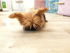 -浣熊柯尔鸭土拨鼠·电玩咖