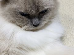 -藏猫猫咖啡主题馆(中央大道店)