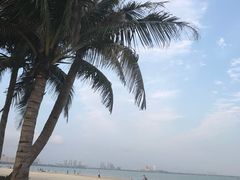 -东郊椰林