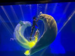 -海合安武汉极地海洋公园