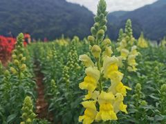 -广州市石门国家森林公园
