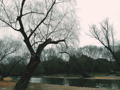 -上海共青森林公园