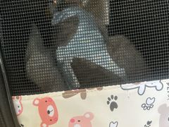 -中农大我爱我爱动物医院·核磁CT·猫病·24小时夜诊中心(石佛营店)