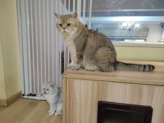 -Meowの猫咖(万家丽店)