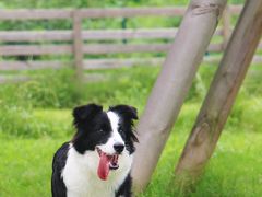 -趣多多宠物公园·宠物训犬学校·宠物寄养