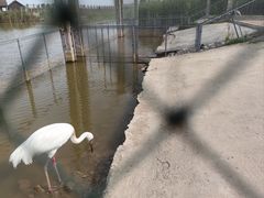 -盐城丹顶鹤湿地生态旅游区