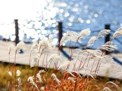 -野鸭湖国家湿地公园