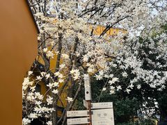 -龙华寺