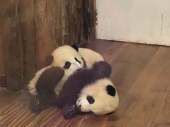 景点-成都大熊猫繁育研究基地