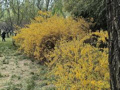 -莲花池公园