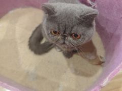 -滚猫咖啡·猫咖·猫友好撸猫(未来城店)