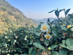 -西湖风景区十里琅珰-五云山